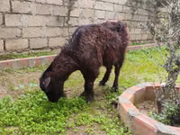 Goat, Goats — photo 1