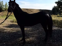 马匹（批次，未指定性别）, American shetland pony — 照片 5