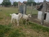 Ram, Merino sheep — photo 3