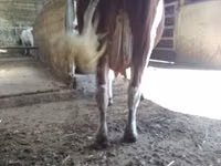गाय, मोंबेलियार्ड — फ़ोटो 6