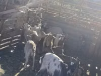 Goats (batch, sex not specified), Goats — photo 4