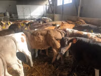 Bull, Simmental cattle — photo 4