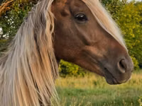 Hengst, Friesian — Foto 4