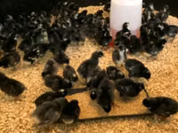 Australorp — photo 4