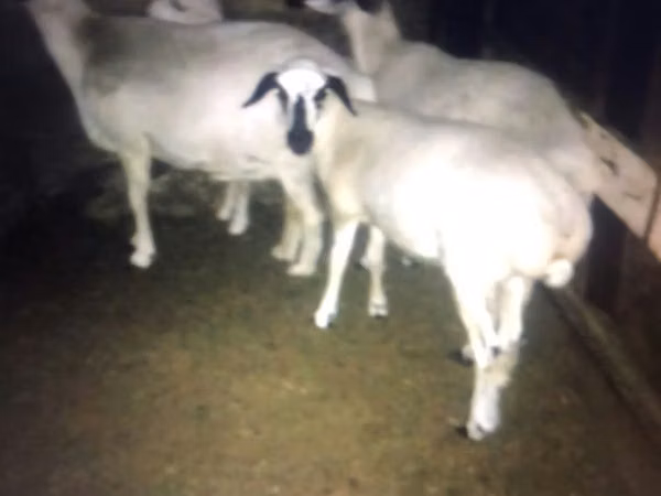Goats (batch, sex not specified), Goats