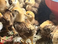 Rhode Island Red — photo 1