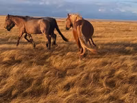 Hengst, Altai horse — Foto 3