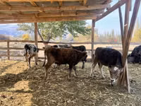 Bull, Swiss cattle — photo 8