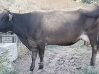 Cow, Cattle — photo 1