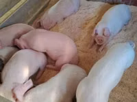Schweine (Partie, Geschlecht nicht angegeben), Schweine — Foto 4