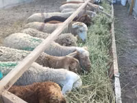 Oveja, Tian-Shan semifinewool sheep — foto 6