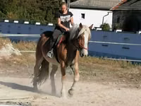 Caballo, Gypsy horse — foto 1