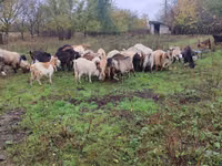 Ziege, Ziegen — Foto 2