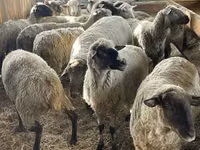 मेढ़ा, White Suffolk sheep — फ़ोटो 1