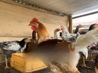 Chickens — photo 5
