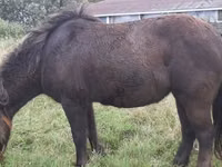 Pferde (Partie, Geschlecht nicht angegeben), Shetland Pony — Foto 8