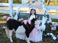 Yegua, Miniature horse — foto 8
