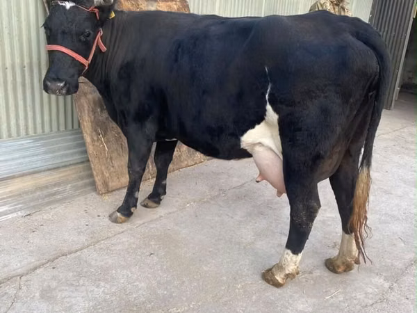 Cow, Holstein breed
