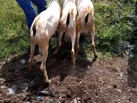 Billy Goat, Goats — photo 3