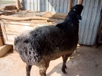 公羊, Sheep — 照片 1