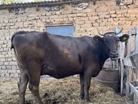 गाय, Swiss cattle — फ़ोटो 2
