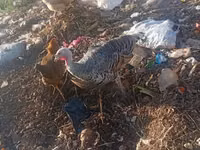 Turkeys — الصورة 2