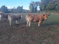 गाय, Partenaise cattle — फ़ोटो 2