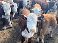 Cow, Russian Black pied cattle — photo 8
