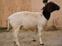 Carnero, Dorper sheep — foto 1