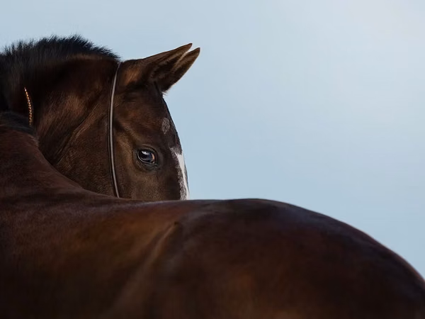 Stute, Akhal-Teke