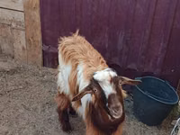 Goats (batch, sex not specified), Goats — photo 6