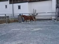 Hengst, Welsh Cob — Foto 4