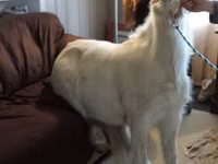 فرس, Miniature horse — الصورة 7