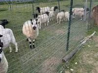 Schaf, Cerry Hill sheep — Foto 6