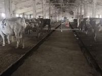 गाय, गोलस्टीन नस्ल — फ़ोटो 1