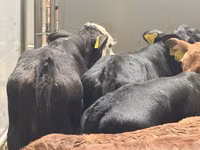 牛只（批次，未指定性别）, Simmental cattle — 照片 6