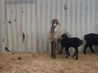 Schaf, Arashan sheep — Foto 5