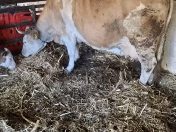Kuh, Simmental cattle