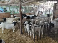 نعجة, Dorper sheep — الصورة 2