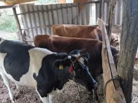 Bulle, Russian Black pied cattle — Foto 3