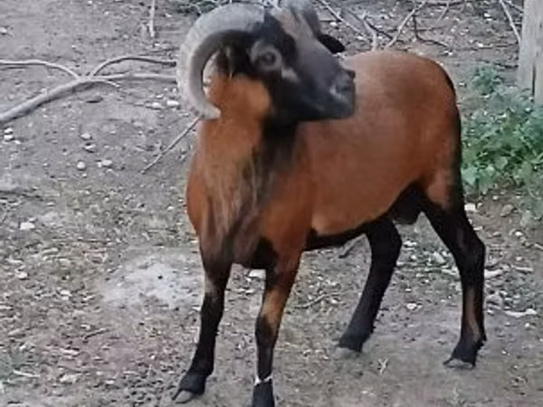 公羊, Cameroon sheep