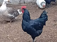 Australorp — photo 4