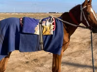 Stute, Kazakh horse — Foto 1