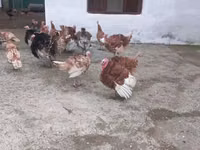 Turkeys — फ़ोटो 2