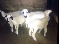 Goats (batch, sex not specified), Goats — photo 2