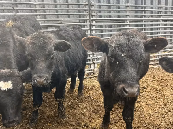 Bull, Aberdeen-Angus