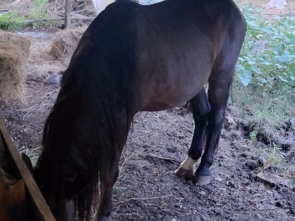 Caballo, Caballos