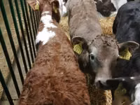 牛只（批次，未指定性别）, Simmental cattle — 照片 6