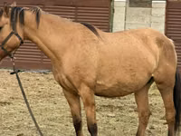 母马, Kyrgyz Horse — 照片 5