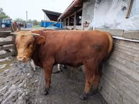 公牛, Russian Black pied cattle — 照片 4